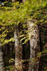 木々の樹皮