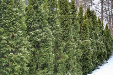 Fototapeta premium Big decorative green hedge of thuja trees on backyard at winter time. Home garden design. Thuya plants for professional landscaping. Natural coniferous wall. Evergreen tui fence yard