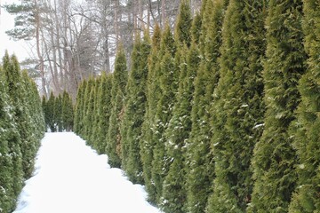 Obraz premium Big decorative green hedge of thuja trees on backyard at winter time. Home garden design. Thuya plants for professional landscaping. Natural coniferous wall. Evergreen tui fence yard