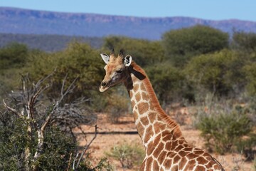 Steppengiraffe (giraffa camelopardalis) in Namibia.