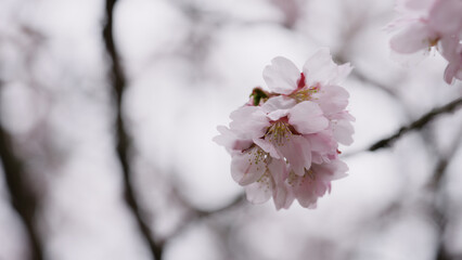 Sakura cherry blossom in spring on a cloudy day