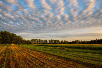 Farm fields with bales of hay in the dawn light on an early summer morning. sky with beautiful cirrus clouds