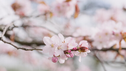 Sakura cherry blossom in spring on a cloudy day