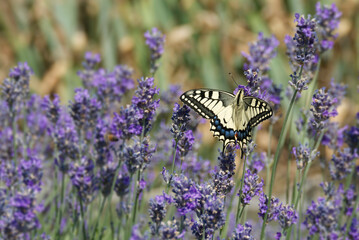 Old World Swallowtail or common yellow swallowtail (Papilio machaon) sitting on lavender in Zurich, Switzerland