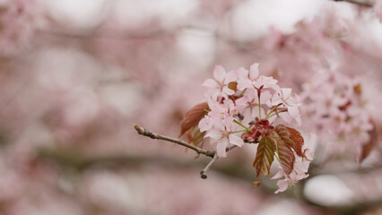 Sakura cherry blossom in spring on a cloudy day