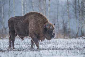 A bison in winter searching for food in the Podlaskie Voivodeship, near Białystok, showcasing survival in the cold season.