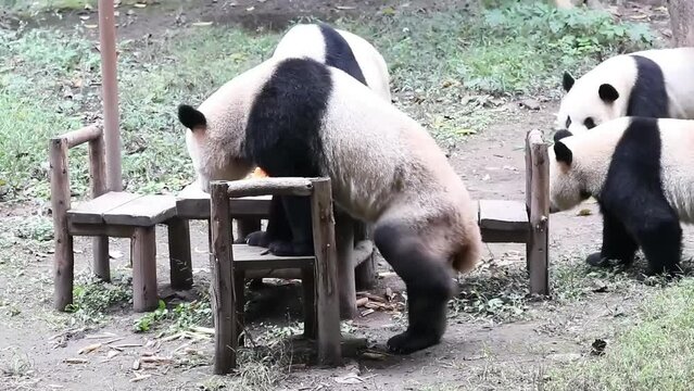 a panda picnic in Chongqing oo, China