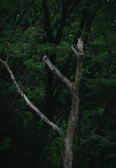 Grey-faced buzzard's forest