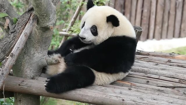 Funny Pose of Panda, Itchy Scratchy Fluffy Panda