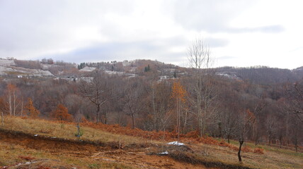 autumn in the forest