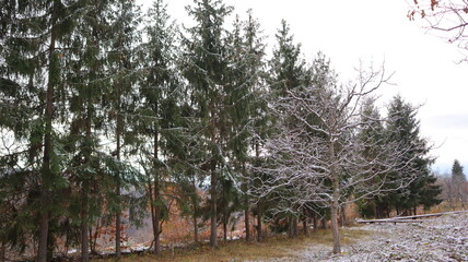 trees in the forest