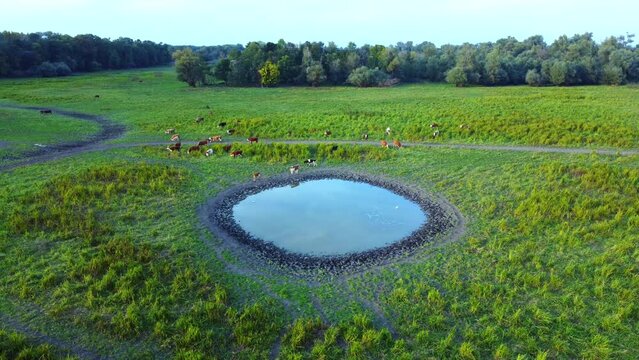 Beautiful nature ecosystem with small pond, lake with blue sky and forest and land in the distance in national park Obedska bara seen from aerial drone