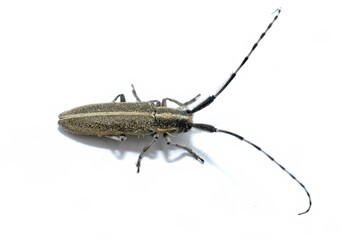Agapanthia cardui is a species of beetle of the Cerambycidae family, Lamiinae subfamily, which inhabits most of Europe, especially Spain, on white background, top view