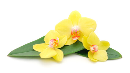 Beautiful yellow Orchid flower on stem.