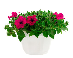 Bouquet of flowers petunia in a pot.
