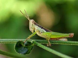 Fototapeta premium Closeup of an insect