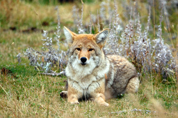 Coyote in Yellowstone National Park, Wyoming USA