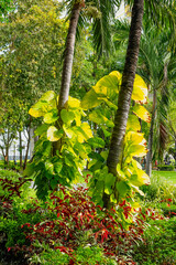 Fototapeta premium Philodendron with yellow variegation climbs along the trunk of a tropical palm tree in a humid jungle forest in Thailand.