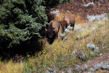 Bison in Yellowstone National Park, Wyoming USA
