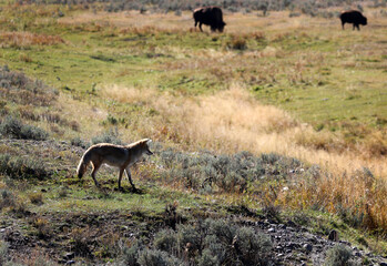 Coyote and bison in Yellowstone National Park, Wyoming USA