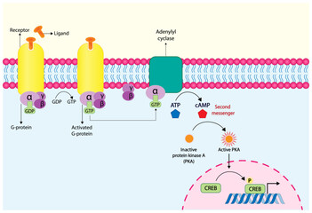 G protein coupled receptor (GPCR). Cell membrane receptors for ligands binding. cAMP, second messenger, production amplification. Protein kinase A, PKA. cAMP response element binding protein (CREB). - obrazy, fototapety, plakaty