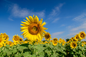 Beautiful sunflower blooming in sunflower field with blue sky background. Lop buri