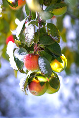 snow covered apple hanging from a tree. Snow on the apple. - 691002991