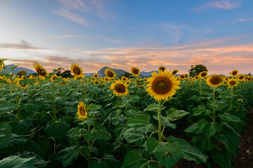 field of blooming sunflowers and big mountain on sunset background. Lop buri