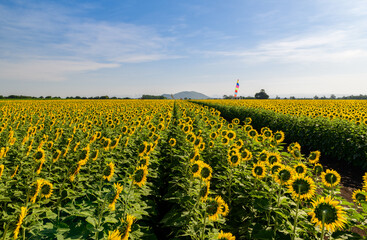 Beautiful sunflower flower blooming in sunflowers field with blue sky background.