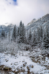 Beautiful winter day in the forest in the mountains. 