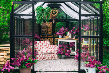 live purple lilac in an iron greenhouse. photo zone in a glass greenhouse with fresh lilac flowers. small terry lilac flowers with a light soft chair - obrazy, fototapety, plakaty
