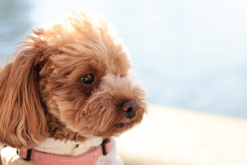 トイプードルのポートレート