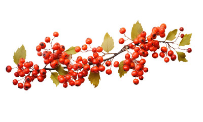 Hawthorn branches in autumn garland isolated on transparent background - obrazy, fototapety, plakaty