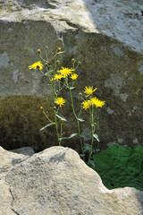 Yellow flowers of hawksbeard (Crepis biennis). Life of  plants among the rocks.