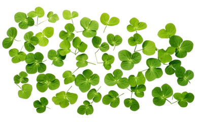 four leaf clover on transparent background