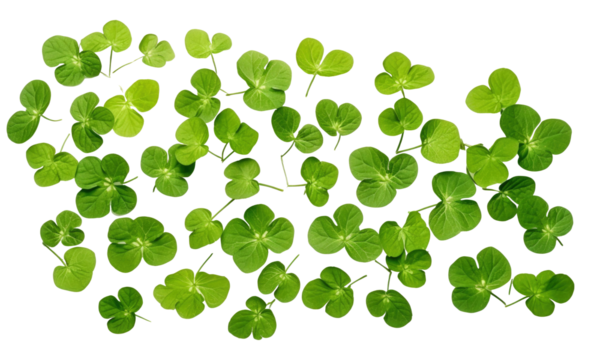 four leaf clover on transparent background - Powered by Adobe