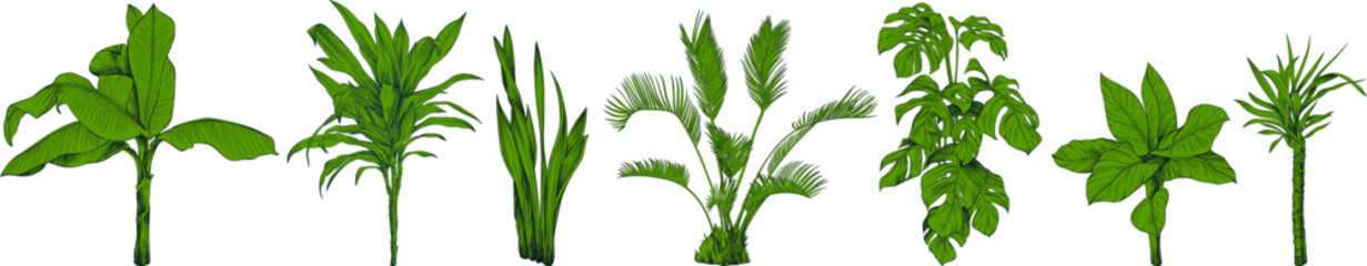 Collection of hand drawn tropical palm trees and plants sketch illustration isolated on white background.