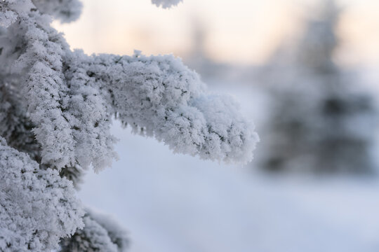 Closeup photo of spruce tree branch covered with hoarfrost after very cold night