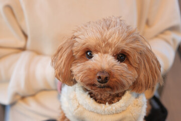 抱っこされているトイプードル