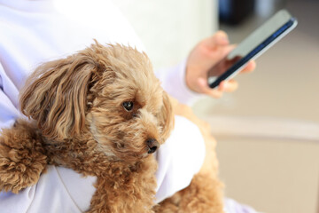 スマホ中抱っこされるトイプードル