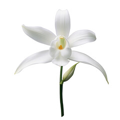 Fototapeta na wymiar beautiful white orchid isolated on white
