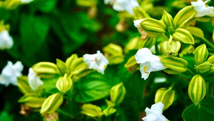 満開の白色のトレニア