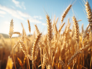 Fototapeta premium A vast sunlit field of golden wheat swaying in the breeze.