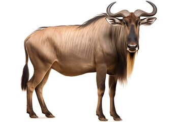 Wildebeest cut out and isolated on a white background
