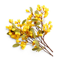 Small sprigs of yellow flowers of berberis thunbergii isolated on transparent background. Generative AI