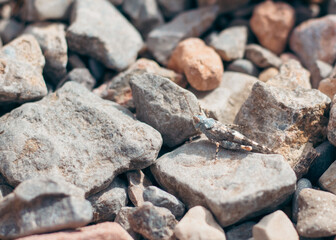 cricket on the rocks 