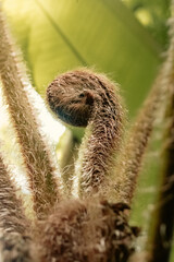 close up of a palm tree