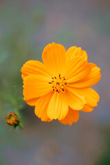 orange flower on a green background