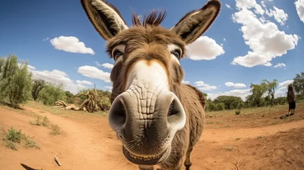 Schilderijen op glas Close-up selfie portrait of a donkey. © vlntn