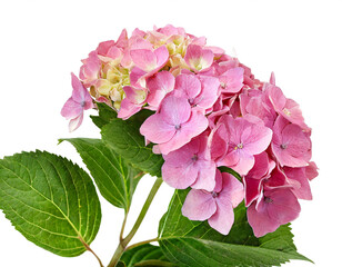 pink Hydrangeas isolated on white background, cutout